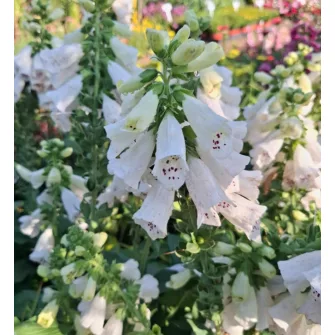 Gyűszűvirág (Digitalis))
