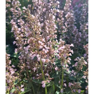 Nepeta Serene Wild Orchid - Macskamenta