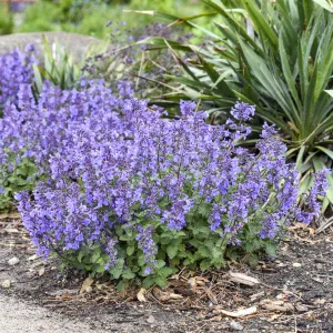 Nepeta x faassenii Catwalk Queen - Macskamenta