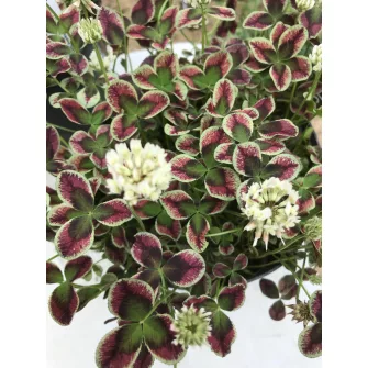 Lóhere (Trifolium)