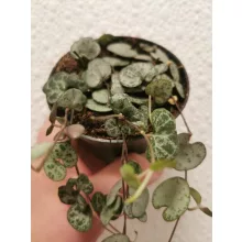 Ámpolna gyertyavirág - Ceropegia woodii