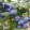 Vaccinium corymbosa Bonus - Áfonya