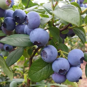 Vaccinium corymbosa Bonus - Áfonya