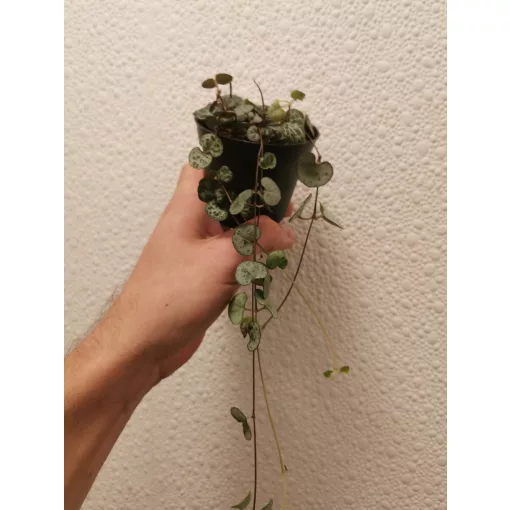 Ámpolna gyertyavirág - Ceropegia woodii