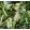 Tilia cordata