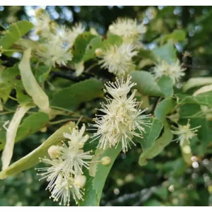 Tilia cordata