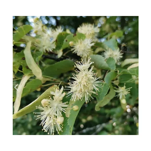 Tilia cordata