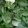 Tilia tomentosa