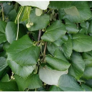 Tilia tomentosa