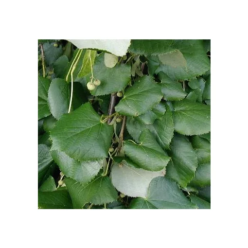 Tilia tomentosa