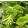 Tilia platyphyllos