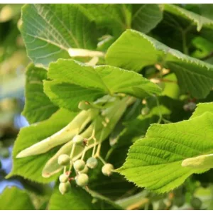 Tilia platyphyllos