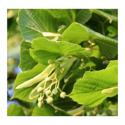 Tilia platyphyllos