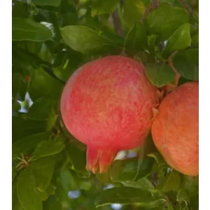 Punica granatum Emericus