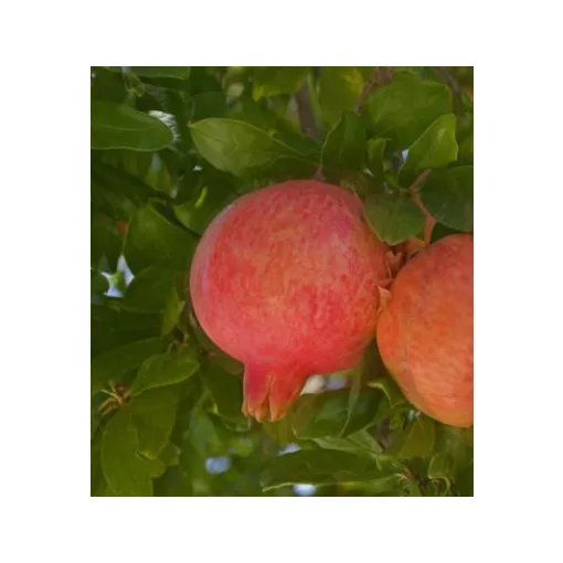 Punica granatum Emericus