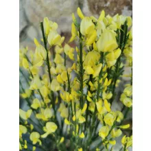 Korai zanót - Cytisus x praecox All Gold