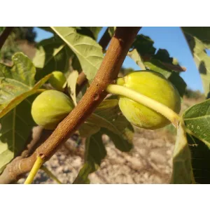 Ficus carica Desert King