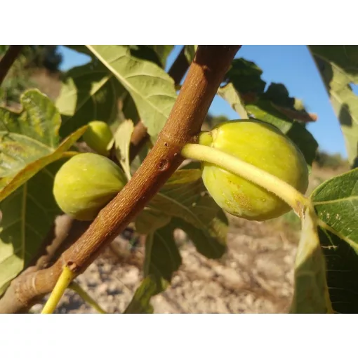 Ficus carica Desert King