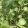 Ficus carica Gustissimo Ficcolino