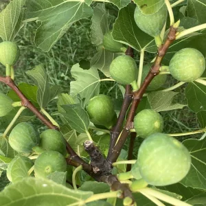 Ficus carica Gustissimo Ficcolino