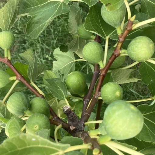 Ficus carica Gustissimo Ficcolino
