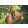Ficus carica Gustissimo Twotimer