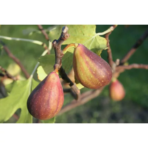 Ficus carica Gustissimo Twotimer