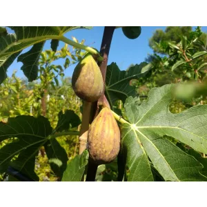 Ficus carica Longe d' Aoüt
