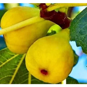 Ficus carica San Pedro
