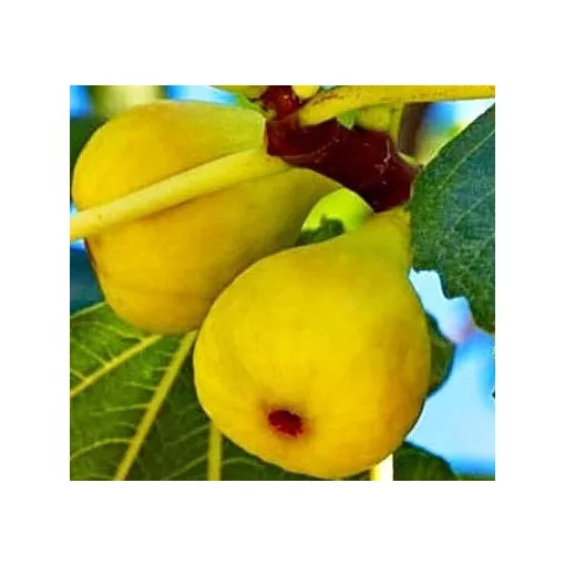 Ficus carica San Pedro