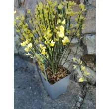 Korai zanót - Cytisus x praecox All Gold