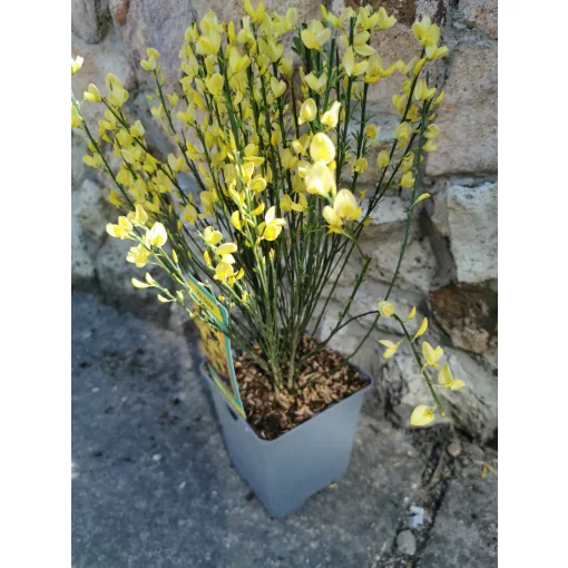 Korai zanót - Cytisus x praecox All Gold