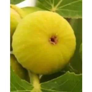 Ficus carica Sárga óriás