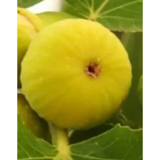 Ficus carica Sárga óriás