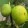 Ficus carica Zöld óriás