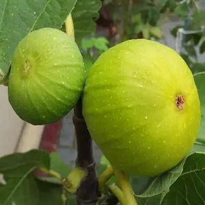 Ficus carica Zöld óriás