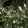 Quercus ilex - Magyaltölgy