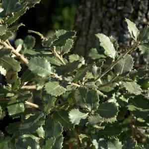 Quercus ilex - Magyaltölgy