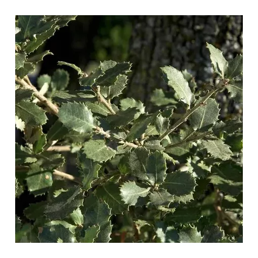 Quercus ilex - Magyaltölgy
