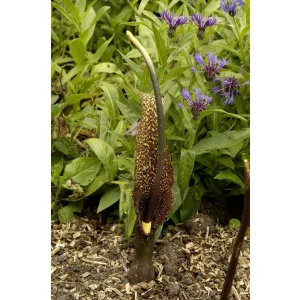 Sauromatum venosum - Csodagumó