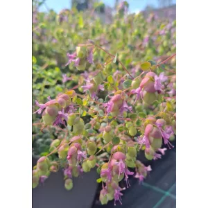 Origanum Amethyst Falls - Oregánó