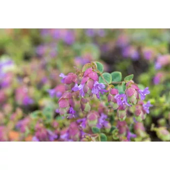 Oregánó (Origanum)