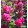 Buddleia davidii Little Rockstars Red – Törpe nyáriorgona