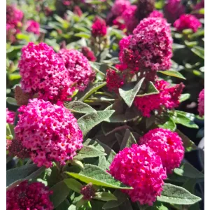   Buddleia davidii Little Rockstars Red – Törpe nyáriorgona