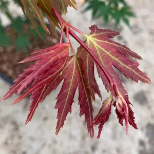 Acer palmatum Brown Sugar - Japán juhar