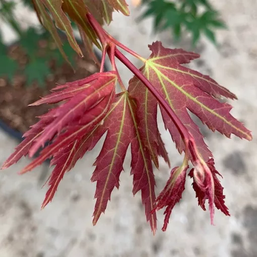 Acer palmatum Brown Sugar - Japán juhar