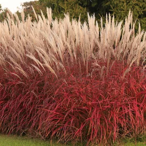 Miscanthus sinensis Lady in Red - Molnárpántlika