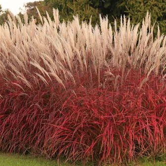 Miscanthus (Japánfű)