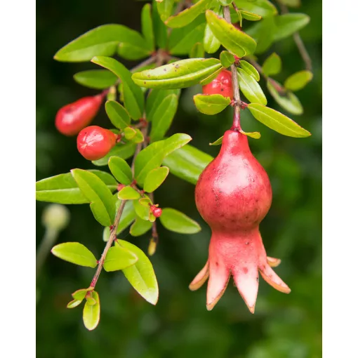 Punica granatum Unica - Törpe gránátalma