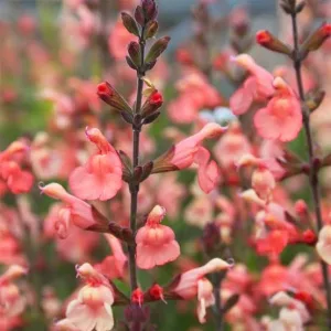 Salvia microphylla Papajas - Őszi zsálya